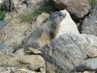 Faune de nos montagnes, ici dans les montagnes d'Orlu en Haute Ariege Pyrenees