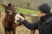 Les Anes des Pyrenees, et autres anes gris, vous aurez surement l'occasion de les croiser en venant au gite d'Appy pour vos vacances et week end dans les montagnes des Pyrenees ariegeoises 