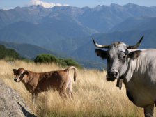 Estive 2006, sur les montagnes d'Appy et Axiat dans la Haute Vallee de l'Ariege, dans les Pyrenees