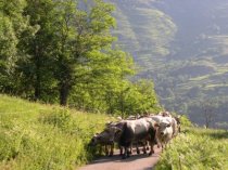 Transhumance 2005, vers l'estive de Luzenac et Unac dans les monatgnes de la Haute Valle de l'Ariege 